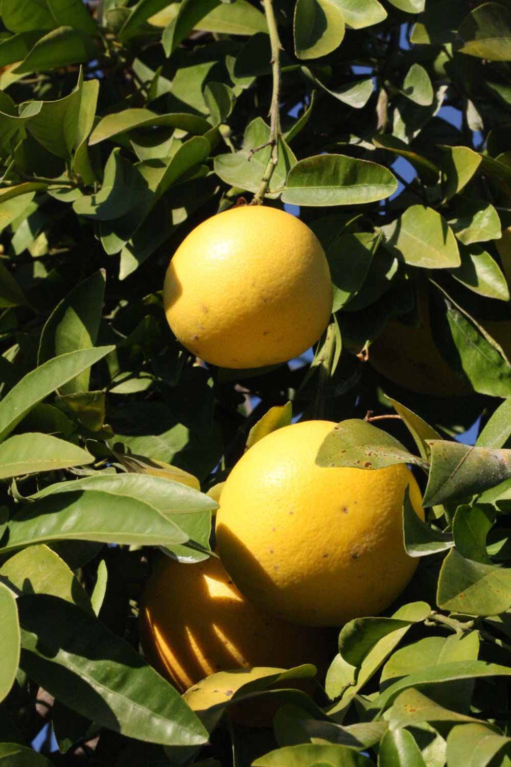              Fruit (Riverside, CA)       